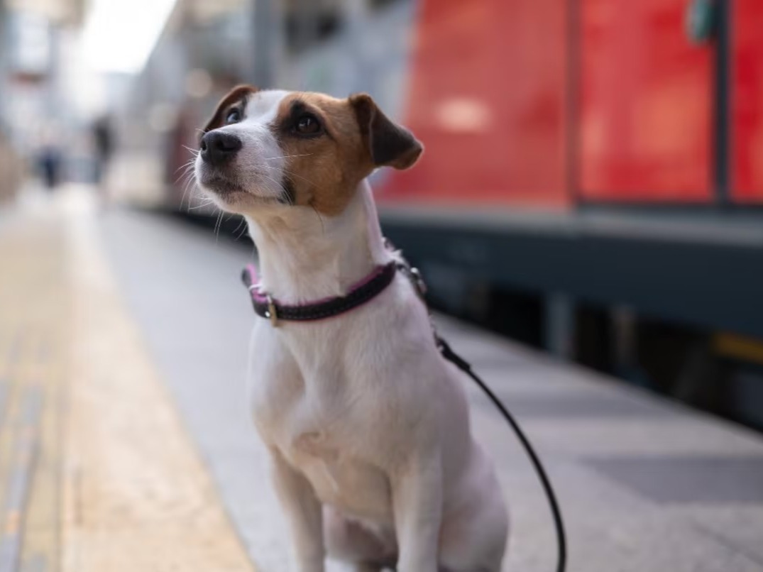 Habilitaron el traslado de mascotas en trenes y micros de larga distancia